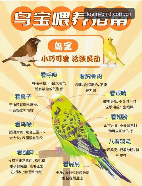 小鸟平台安全吗？新手必看详解与操作指南